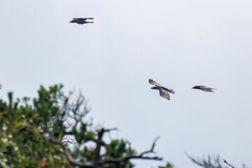 美しくも不気味なハシブトガラス（カラス科）の大群
英名学名：Jungle Crow, Corvus macrorhynchos,
式根島の美しい海際露天風呂、地鉈温泉。
60mの断崖絶壁を降りてたどり着くワイルドな野湯である。
90度の源泉が小川となって潮溜まりに注ぎ込む。
海水と温泉が混ざって適温になった場所を探して入るシステム。

東京都伊豆諸島式根島-2024

