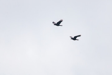 美しくも不気味なハシブトガラス（カラス科）の大群
英名学名：Jungle Crow, Corvus macrorhynchos,
式根島の美しい海際露天風呂、地鉈温泉。
60mの断崖絶壁を降りてたどり着くワイルドな野湯である。
90度の源泉が小川となって潮溜まりに注ぎ込む。
海水と温泉が混ざって適温になった場所を探して入るシステム。

東京都伊豆諸島式根島-2024
