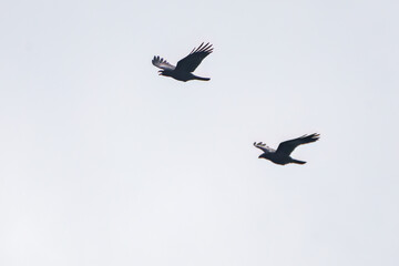 美しくも不気味なハシブトガラス（カラス科）の大群
英名学名：Jungle Crow, Corvus macrorhynchos,
式根島の美しい海際露天風呂、地鉈温泉。
60mの断崖絶壁を降りてたどり着くワイルドな野湯である。
90度の源泉が小川となって潮溜まりに注ぎ込む。
海水と温泉が混ざって適温になった場所を探して入るシステム。

東京都伊豆諸島式根島-2024
