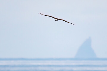 飛翔する美しいミサゴ（タカ科）
英名学名：osprey (Pandion...