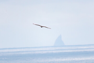 飛翔する美しいミサゴ（タカ科）
英名学名：osprey (Pandion haliaetus)
遥か沖に浮かぶ無人島の大野原島。
式根島の美しい海際露天風呂、地鉈温泉。
60mの断崖絶壁を降りてたどり着くワイルドな野湯である。
90度の源泉が小川となって潮溜まりに注ぎ込む。
海水と温泉が混ざって適温になった場所を探して入るシステム。

東京都伊豆諸島式根島-2024

