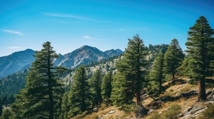 Obraz premium ridge pine tree line