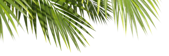 Palm leafs weekend summertime environmental foreground on transparent backgrounds 3d illustrations png
