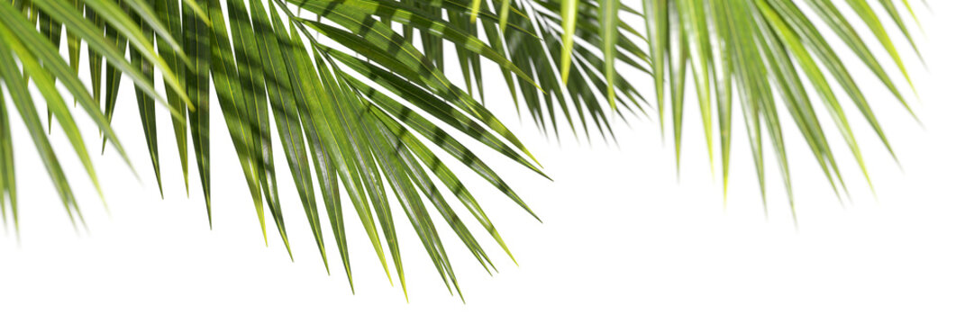 Palm leafs weekend summertime environmental foreground on transparent backgrounds 3d illustrations png