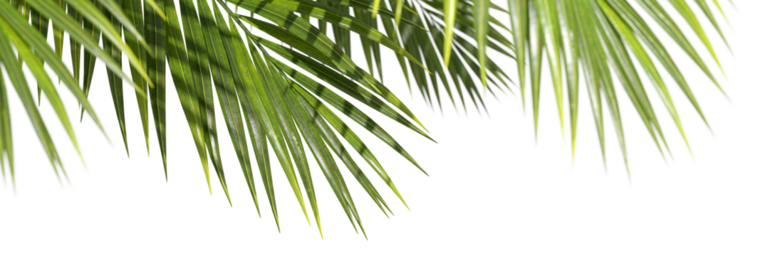 Palm leafs weekend summertime environmental foreground on transparent backgrounds 3d illustrations png