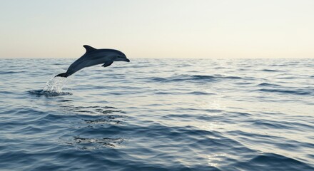 Fototapeta premium A Stunning View of a Dolphin Leaping Gracefully Out of the Ocean During a Calm and Serene Sunset