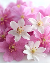 Close-up of delicate pink and white flowers, soft petals, floral arrangement, springtime bloom.