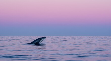 Fototapeta premium Serene Sunset: A Minke Whale Breaching in the Calm Ocean Waters