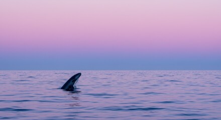 Fototapeta premium Serene Sunset: A Whale's Gentle Emergence from the Ocean's Embrace
