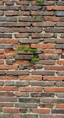 Fototapeta premium Aged Brick Wall with Mossy Growth