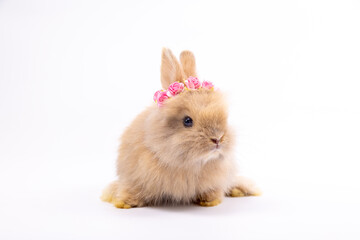 Obraz premium A healthy lovely brown bunny easter rabbit with pink flower posing, standing on white background. Lovely mammal with beautiful bright eyes in nature life. Easter animal concept. 