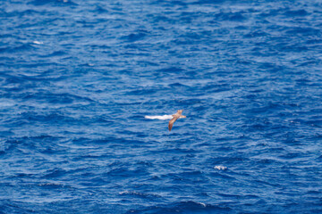 伊豆大島の海で見かけた飛翔する美しいオオミズナギドリ（ミズナギドリ科）。
英名学名：Streaked Shearwater, Calonectris leucomelas,, 
東海汽船東京湾〜伊豆諸島航路のさるびあ丸船上-2024
