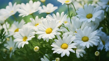 cluster white flowers with leaves