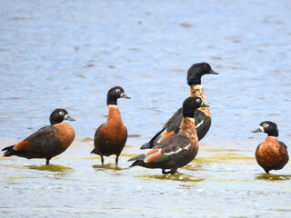 Australian Shelduck (Tadorna tadornoides) in Australia