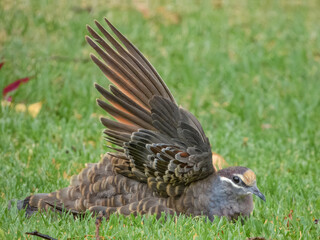 Common Bronzewing (Phaps chalcoptera) in Australia