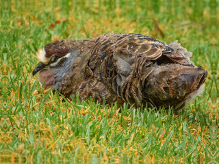 Common Bronzewing (Phaps chalcoptera) in Australia