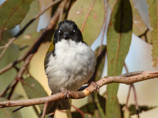 Gilbert's Honeyeater (Melithreptus chloropsis) in Australia