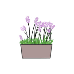 pink hyacinth in a pot