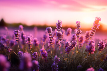 Naklejka premium lavender flowers. close up shot of lavender flowers. Blooming lavender in a field