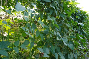 Close-up of the yardlong beans on the plant 