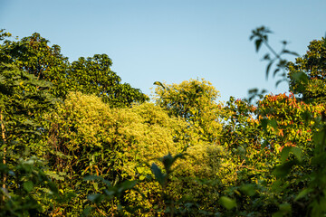 Mikania micrantha commonly known as bitter vine, mile a minute weed