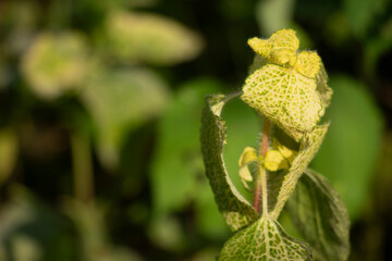 Tropical Whiteweed. Flowers Small, fluffy, white to pale purple, in cluster
