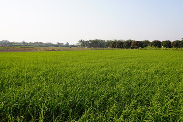 A vibrant green field of rice paddies, the agricultural field for cultivation