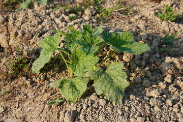 Several bottle gourd plants on the rocky soil with its tiny leaves