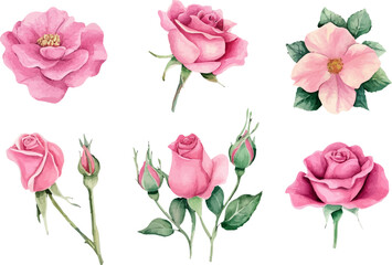 pink roses on white background