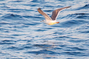 飛翔する美しいセグロカモメ（カモメ科）
英名学名：Black-headed gull (family comprising the gulls)
東海汽船東京湾〜伊豆諸島航路のさるびあ丸船上にて。
2024
