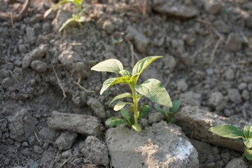 A young sesame plant on the soil