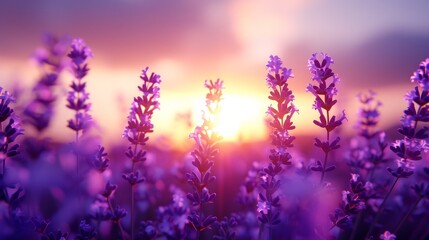 Fototapeta premium Vibrant lavender field at sunset purple blooms, stems, and rolling hills under warm light
