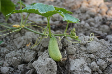Close-up of a young cucumber lying on the soil from its plant stem