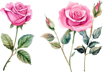 pink rose vector illustration