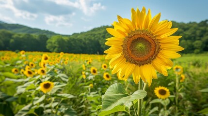 Vibrant sunflower field under clear blue sky  close up of bold yellow flowers and green leaves