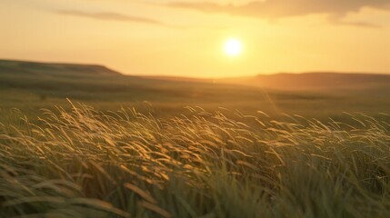 Obraz premium Vibrant field of wild grasses at sunset textured seed heads and swaying blades in golden light