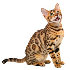 A playful Bengal cat with striking spots and vibrant green eyes, sitting gracefully and displaying a lively demeanor isolated on transparent background.