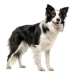 A playful black and white Border Collie with a friendly expression, standing confidently with its tail slightly raised isolated on transparent background.