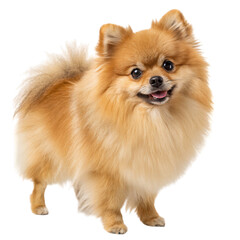Obraz premium A fluffy Pomeranian dog with a cheerful expression and a vibrant coat isolated on transparent background.