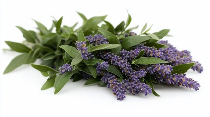 Fresh bundle of purple lavender flowers with green leaves against white
