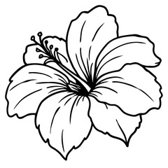 white lily isolated on white