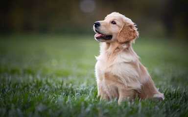 Obraz premium Pet Influencer, Golden Retriever Puppy Sitting in Grassy Park