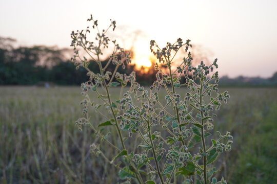 A close-up of Blumea plants with its flower heads in a field at sunset