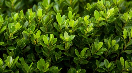 Obraz premium Lush green foliage, vibrant leaves create a textured natural backdrop
