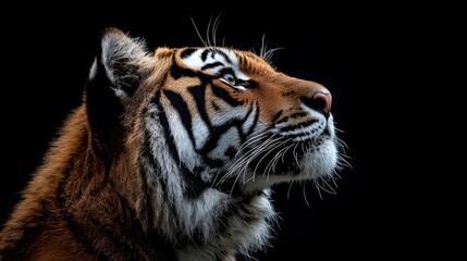 Obraz premium Majestic tiger, profile view, head tilted up, dark background
