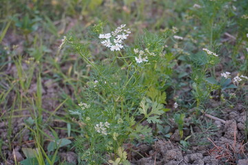 Tiny white flowers of the coriander plant in close up 