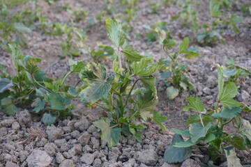 A close-up view of several Malva verticillata plants, also known as cluster mallow growing in a...