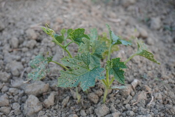 A young plant likely Citrullus colocynthis, also known as colocynth or bitter apple, growing in soil
