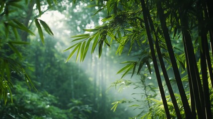 Lush, verdant bamboo forest bathed in sunlight with dense foliage