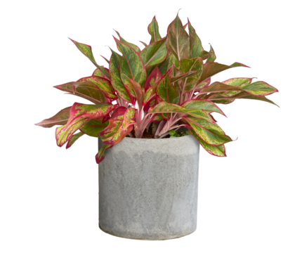 Red or Pink Aglaonema (Chinese Evergreen) houseplant.  Aglonema red gold, aglonema aurora with green leaves with red strip.